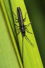 Theophilea subcylindricollis