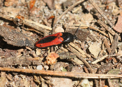 black-centered click beetle, 5066 Moergestel, Nederland, photo 6 of 10