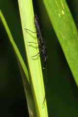 Theophilea subcylindricollis