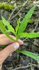 Lysimachia thyrsiflora