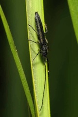 Theophilea subcylindricollis