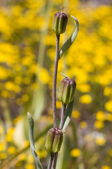 Fritillaria agrestis