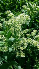 Lepidium draba
