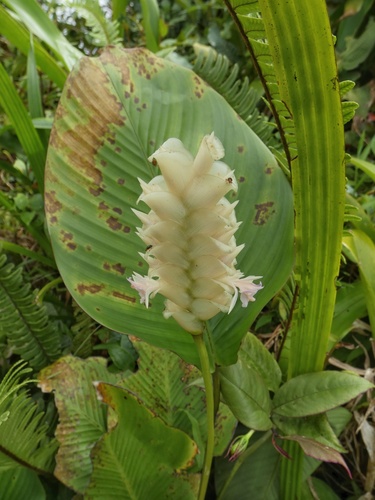 Calathea fredgandersii (Calathea fredgandersii)