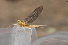 Leucrocuta umbratica