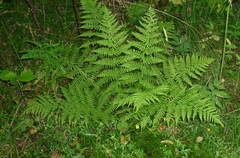 Polypodiopsida