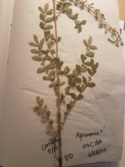 Agrimonia incisa