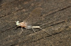 Maccaffertium terminatum terminatum