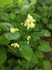 Epimedium