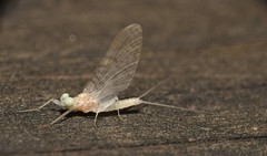 Maccaffertium terminatum terminatum