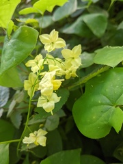 Epimedium