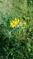 Anthyllis vulneraria