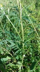 Anthyllis vulneraria