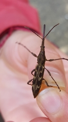 Lasiorhynchus barbicornis