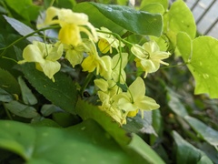 Epimedium
