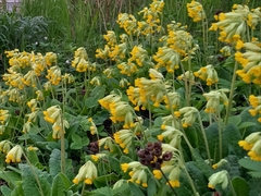 Primula veris