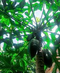 Vasconcellea × pentagona