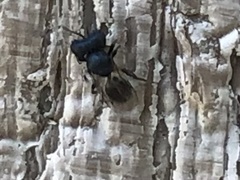 Cratomus megacephalus