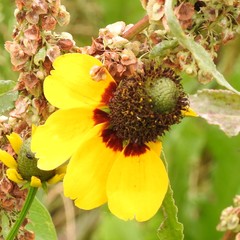 Rudbeckia amplexicaulis