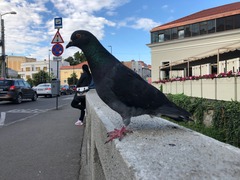 Columba livia domestica