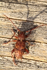 Plectrura spinicauda