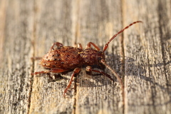 Plectrura spinicauda