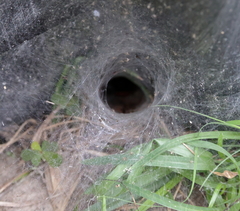 Sosippus mimus