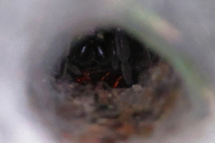 Sosippus mimus