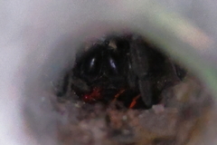 Sosippus mimus