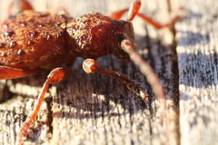 Plectrura spinicauda