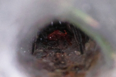 Sosippus mimus