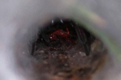 Sosippus mimus
