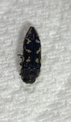 Acmaeodera bowditchi