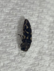 Acmaeodera bowditchi