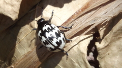 Leptinotarsa lacerata