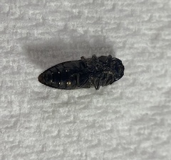 Acmaeodera bowditchi