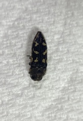 Acmaeodera bowditchi