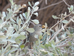 Xenospingus concolor