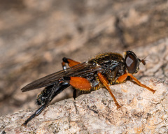 Chalcosyrphus plesia