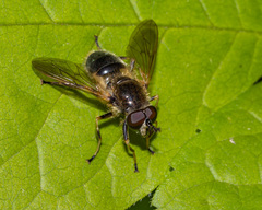 Blera badia