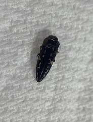 Acmaeoderini