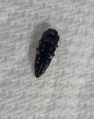 Acmaeoderini