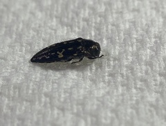 Acmaeoderini