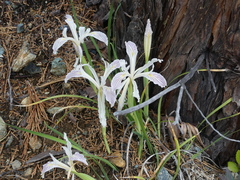 Iris tenuissima