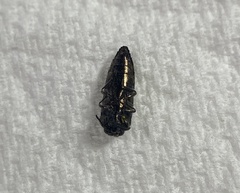 Acmaeoderini