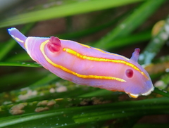 Felimida macfarlandi