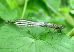 Erythromma viridulum