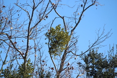 Phoradendron macrophyllum