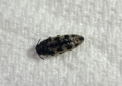 Acmaeodera variegata