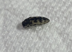 Acmaeodera variegata